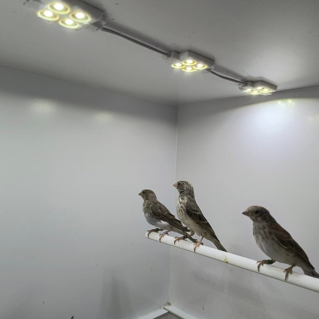 Witstuit edelzanger, Dieren en Toebehoren, Vogels | Overige Vogels, Meerdere dieren