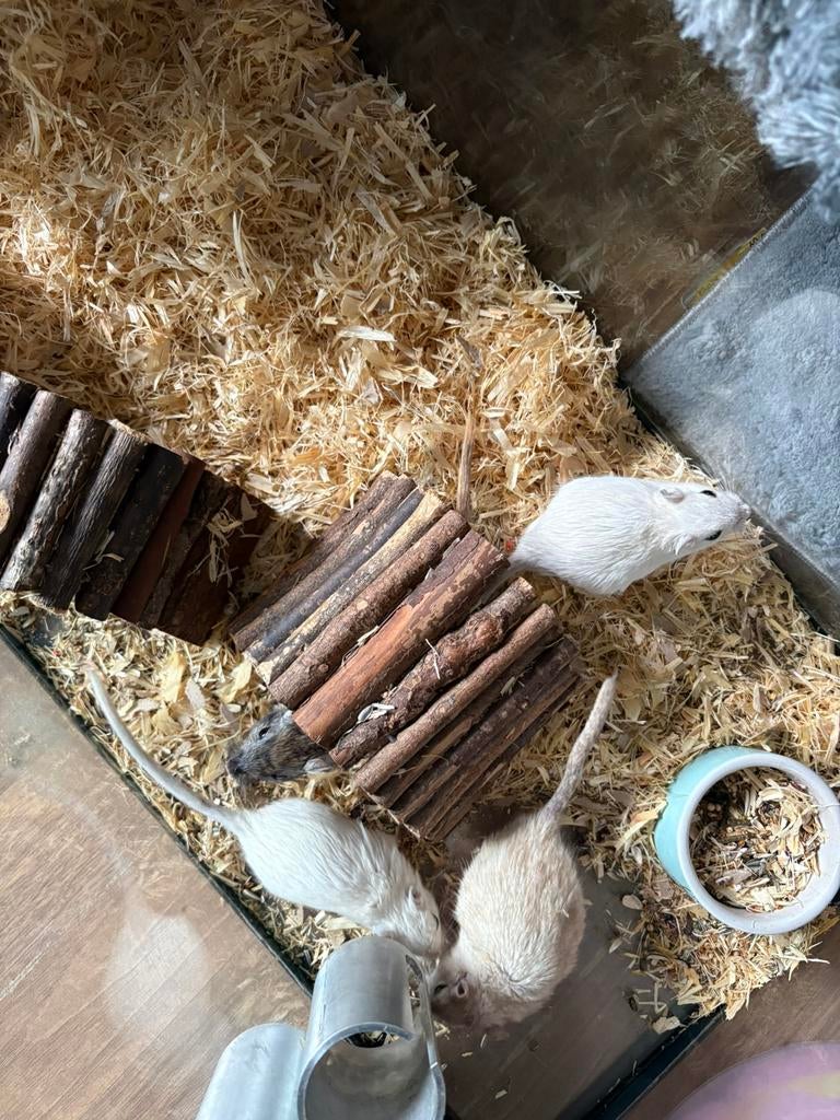Gerbil familie, Augustus, Mannelijk, Overige typen, Tam