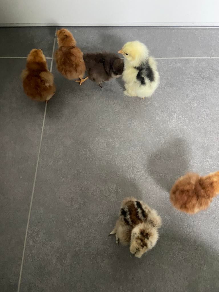 Kuikens, Geslacht onbekend, Kip