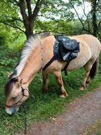 Zeer bijzondere, unieke fjord te koop!, Dieren en Toebehoren, Paarden, Gechipt, Minder dan 160 cm, Ruin, M