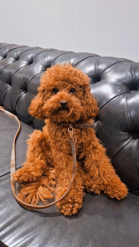 Toy poedel ter dekreu