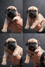 PRESA CANARIO PUP - REU - FCI STAMBOOM - WERKLIJN, Particulier, 8 tot 15 weken, Buitenland, Eén hond