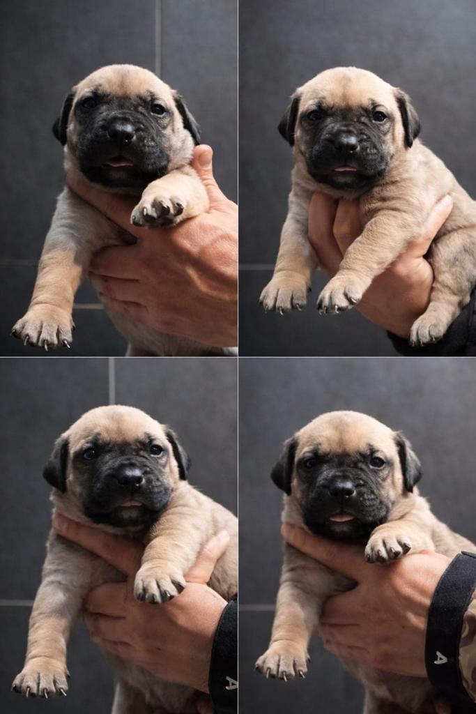 PRESA CANARIO PUP - REU - FCI STAMBOOM - WERKLIJN, Dieren en Toebehoren, Honden | Bulldogs, Pinschers en Molossers, Reu, Overige rassen