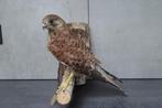 Torenvalk, Ophalen, Zo goed als nieuw, Vogel, Beeldje of Figuurtje