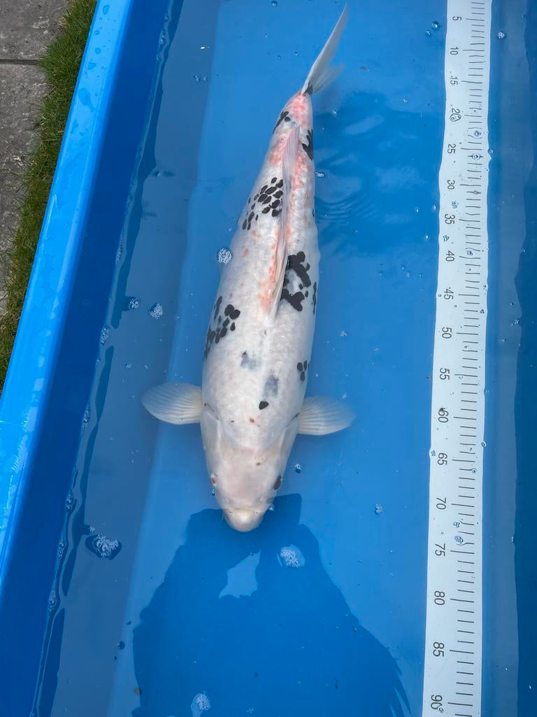 Koi, Karper of Koi
