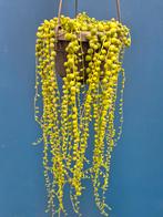 Senecio rowleyanus p14, Ophalen of Verzenden