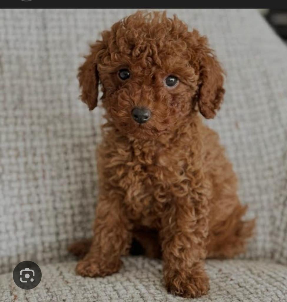 Gezocht lief toypoedel teefje voor lief en warm gezin, Dieren en Toebehoren, Honden | Chihuahua's en Gezelschapshonden, Teef, Poedel