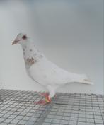 Postduif kleurpostduif kleurpostduiven, Dieren en Toebehoren, Vrouwelijk, Postduif