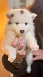 Pups  kruising  samojeed  x husky, Dieren en Toebehoren, 8 tot 15 weken, Teef, Poolhond, Eén hond