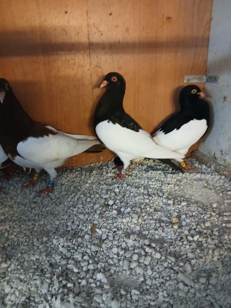 Ekster tuimelaars 2 koppel, Meerdere dieren, Tuimelaar of Roller