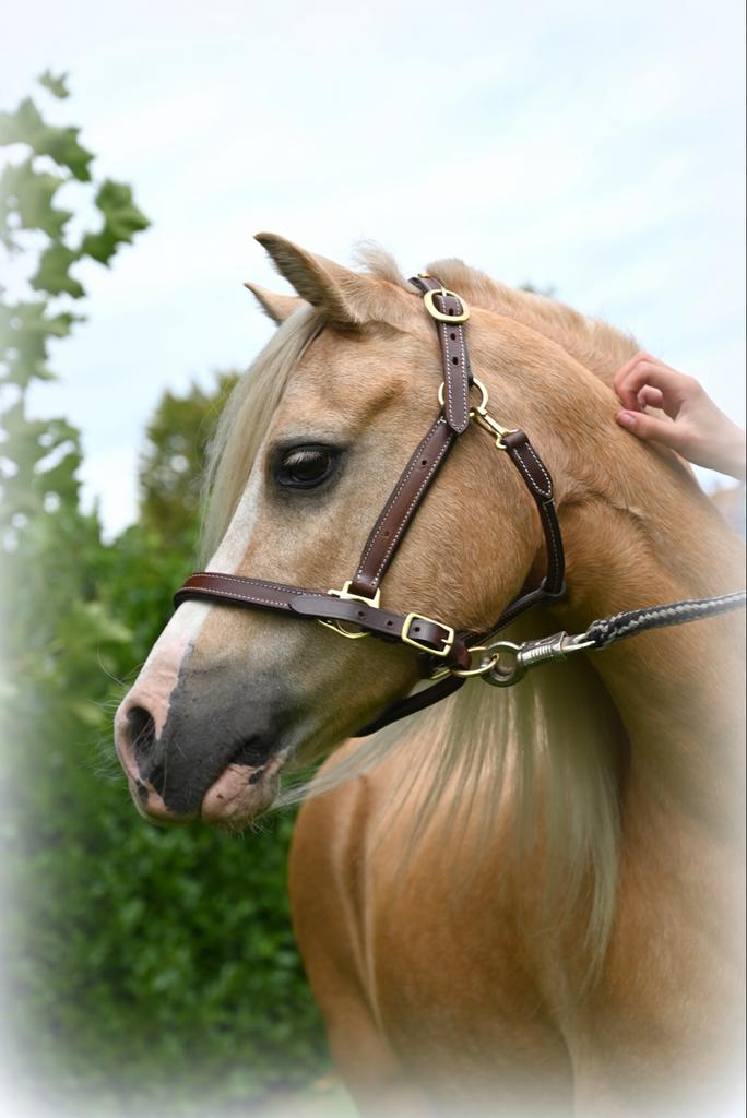 Mooie blikvanger te koop, Dieren en Toebehoren, Pony's, Met stamboom, Ruin, A pony (tot 1.17m), L