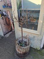 Te koop 2 pruimenbomen, Ophalen, Volle zon, Overige soorten