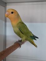 JONGE AGAPORNIS ROSEICOLLIS, Geslacht onbekend, Dwergpapegaai of Agapornis, Geringd