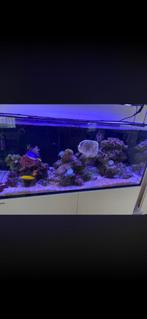 Levend steen 40kg, Dieren en Toebehoren, Vissen | Aquaria en Toebehoren, Ophalen of Verzenden, Zo goed als nieuw, Plant(en), Steen of Hout