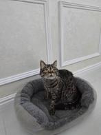 Lieve Britse korthaar, Dieren en Toebehoren, Katten en Kittens | Raskatten | Korthaar, Poes, Gechipt, 0 tot 2 jaar