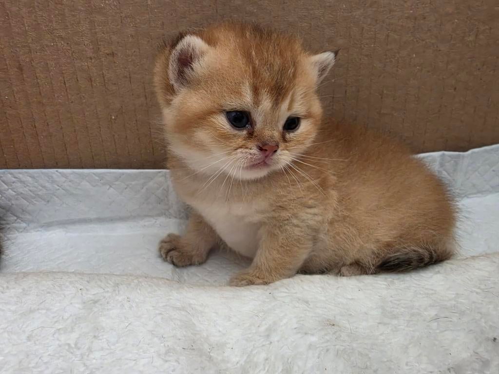 Golden shaded Brits korthaar poesje over, Dieren en Toebehoren, Katten en Kittens | Raskatten | Korthaar, Meerdere dieren, Ontwormd