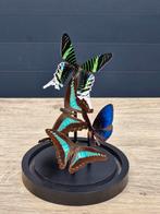 Opgezette vlinders,  stolp,  taxidermie, Ophalen of Verzenden, Nieuw, Insect, Opgezet dier