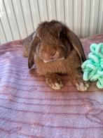 Superlief konijn, Vrouwelijk