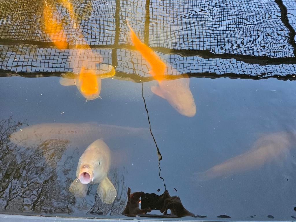 Koikarpers chagoi, Dieren en Toebehoren, Vissen | Vijvervissen, Karper of Koi