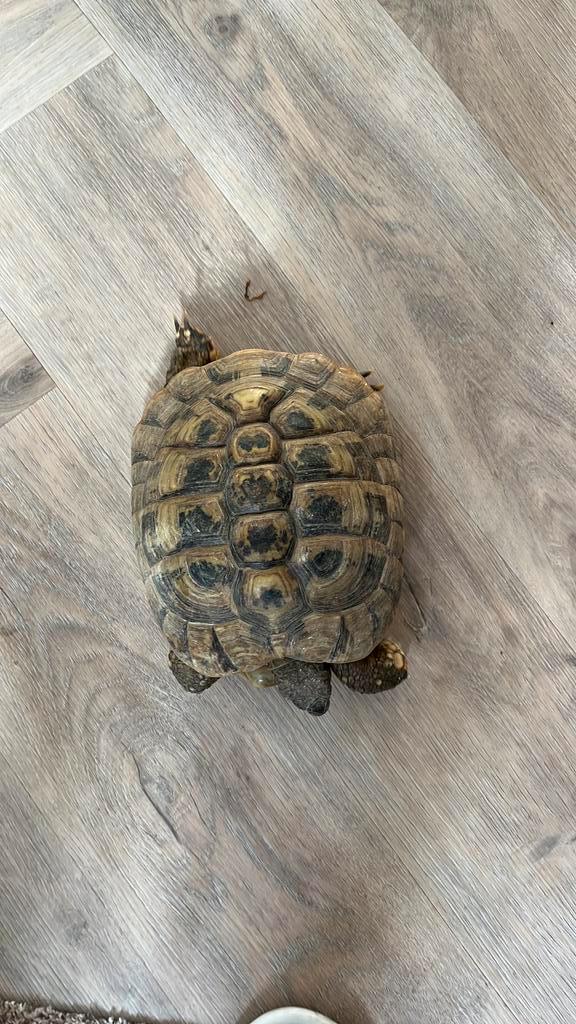 Koppel testudo hermanni met cites