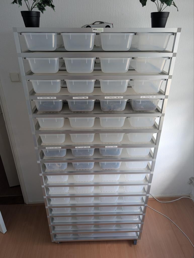 3 Aluracks + 16 Ball Pythons (Desert Ghost), Dieren en Toebehoren, Slang, 3 tot 6 jaar