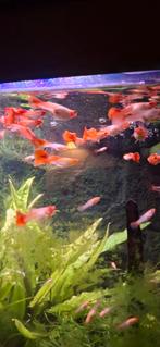 Oranje koi guppies, Dieren en Toebehoren, Vissen | Aquariumvissen, Vis, Zoetwatervis
