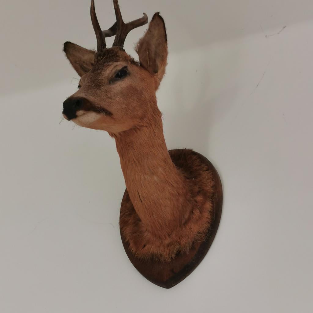 Ree, Ophalen, Hert, Gewei of Kop