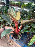 Philodendron Pink Birkin - Pot 12, Overige soorten, In pot, Minder dan 100 cm, Groene kamerplant