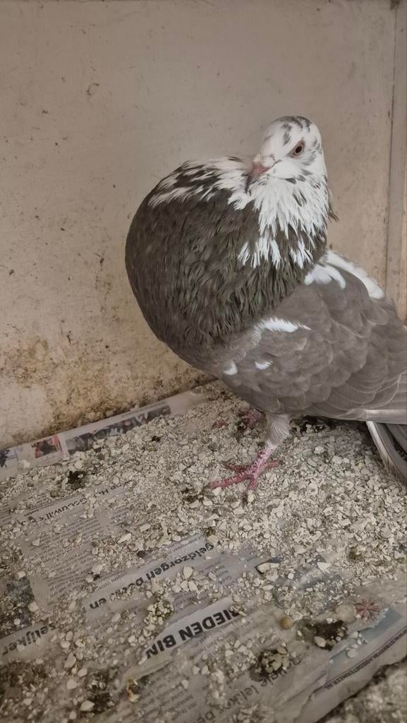 Mooie gaditano duif, Dieren en Toebehoren, Vogels | Duiven, Vrouwelijk, Kropper