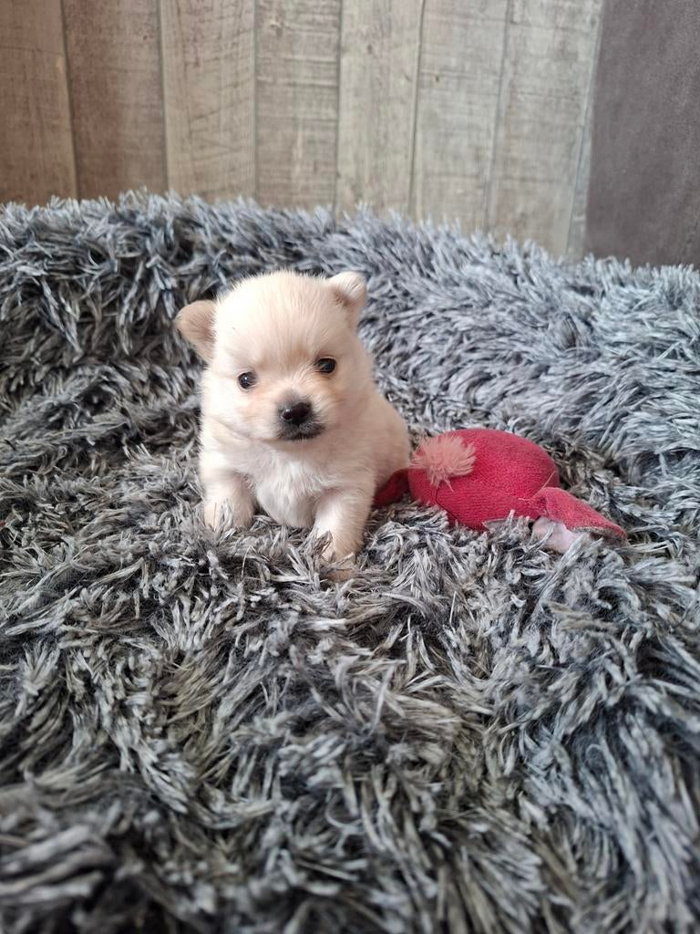 75% pomeriaan, 8 tot 15 weken, Meerdere, Nederland, Particulier