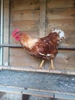 Broedeieren van bruine legkip