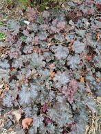 Heuchera stormy seas, Ophalen, Overige soorten, Volle zon