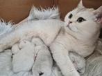 Brits korthaar kitten black silver shaded met stamboom, Kater, Ontwormd