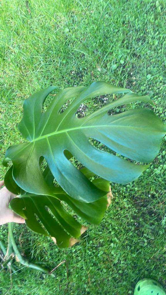 Twee takken monstera plant, Ophalen of Verzenden, Zo goed als nieuw