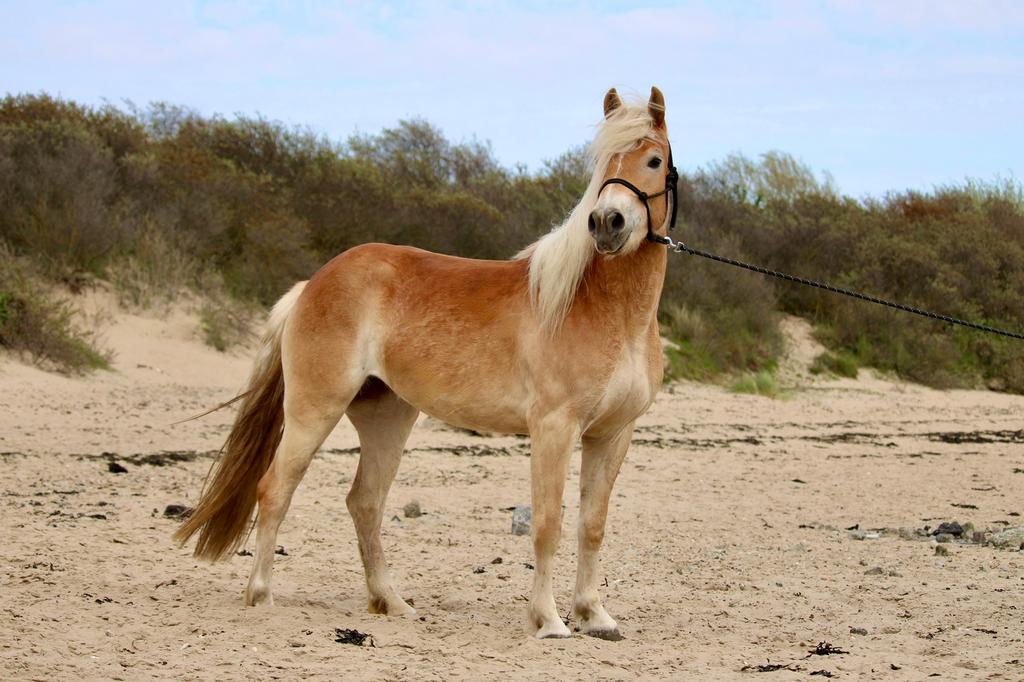 Super lieve Haflinger merrie van bijna 3, Merrie, Minder dan 160 cm, Ingeënt, 3 tot 6 jaar