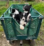 Bordercollie pups, Parvo, Sheepdog, Reu, 8 tot 15 weken