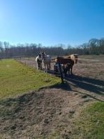 24/7 buitenplek vrij voor 2 Shets of 2 paardjes, Dieren en Toebehoren, Weidegang