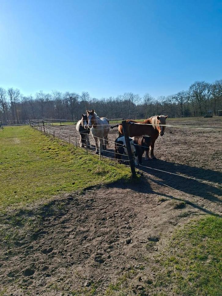 24/7 buitenplek vrij voor 2 Shets of 2 paardjes, Dieren en Toebehoren, Stalling en Weidegang, Weidegang