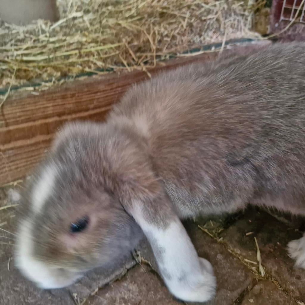Hangoor konijn, Dieren en Toebehoren, Mannelijk, Hangoor