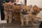Nog 1 superlieve en mooie pomchi pup mag gelijk verhuizen️, Dieren en Toebehoren, Parvo, Reu, 8 tot 15 weken, Eén hond