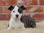 Amerikaanse Stafford pups, Dieren en Toebehoren, Parvo, België, 8 tot 15 weken, American Staffordshire Terriër