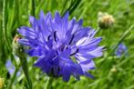 Bio zaden Blauwe korenbloem - Centaurea cyanus | Inheems, Verzenden, Voorjaar, Volle zon, Zaad