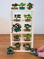 Miniatuur bonsai boompjes, schaal 1:12, Ophalen of Verzenden, Nieuw, Decoratie