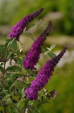Buddleja / vlinderstruik - jonge planten, Ophalen, Vlinderstruik, Struik, 100 tot 250 cm