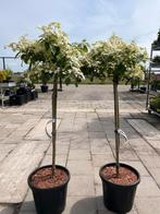 2xbloei! Japanse sneeuwbal Viburnum plicatum watanabe opstam, Tuin en Terras, Planten | Bomen, Overige soorten, Volle zon, Ophalen of Verzenden