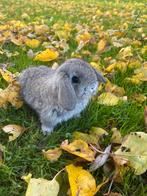 Knappe minilop voedster, Dieren en Toebehoren, Vrouwelijk, Dwerg