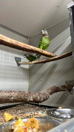 Bruinkop koppel 1_1, Dieren en Toebehoren, Vogels | Parkieten en Papegaaien, Meerdere dieren, Parkiet, Geringd