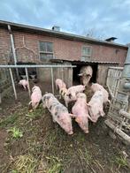 Piétrain biggen, Dieren en Toebehoren, Mannelijk, Varken, 0 tot 2 jaar