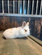 TE KOOP babykonijntjes, Dieren en Toebehoren, Konijnen, Meerdere dieren, Klein