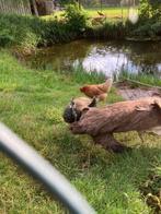 3 st. Jonge pauwen in 1 koop, Dieren en Toebehoren, Meerdere dieren, Tropenvogel, Tam
